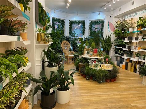 The Sill brings new life to Newbury Street - The Huntington News