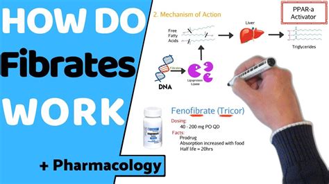 How do Fibrates Work? (+ Pharmacology) - YouTube