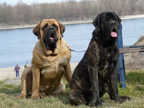 english mastiffs | Big dog breeds, English mastiff dog, Dog breeds