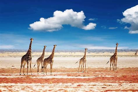 8 Reasons Why Etosha National Park is one of Africa’s Best Safari ...