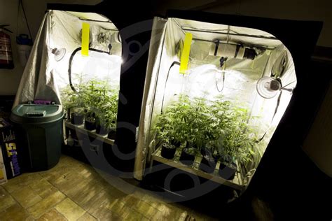 Indoor cannabis cultivation basics- Philosopher Seeds