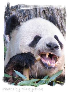 Panda Teeth | Taken at National Zoo in Washington DC. I play… | Flickr