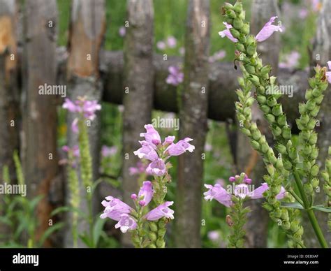 obedient plant, obedience, false dragonhead / Physostegia virginiana ...