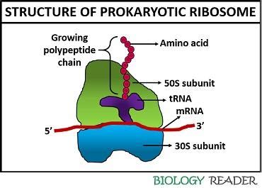 Prokaryotic Ribosomes - Definition, Subunits & Function - Biology Reader