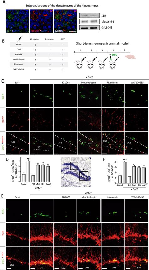 N,N-dimethyltryptamine (DMT) promotes in vivo activation of the... | Download Scientific Diagram