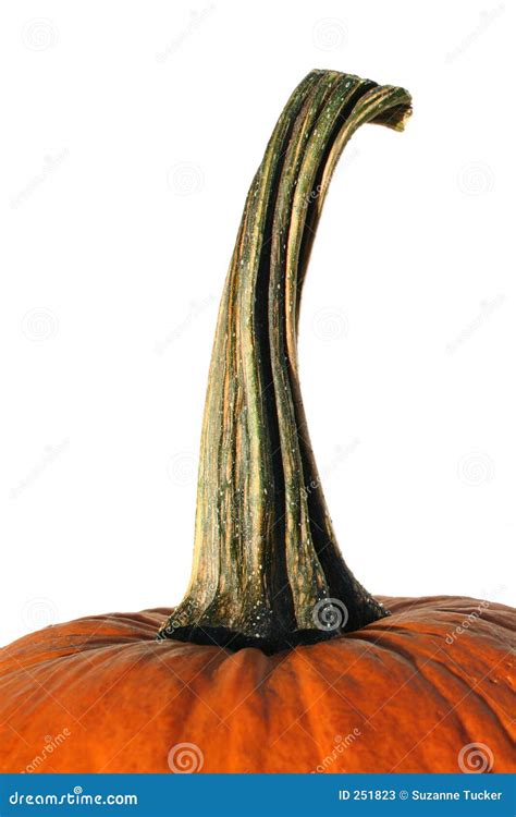 Pumpkin Stem Stock Photos - Image: 251823