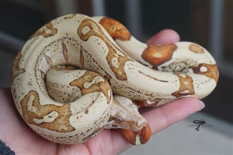 Pet boa constrictor - hromtera