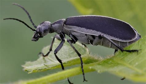 The Caustic and Poisonous Blister Beetle – Critter Science