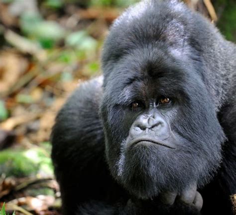 Facts about the Eastern Lowland gorillas | Congo Safaris Tours