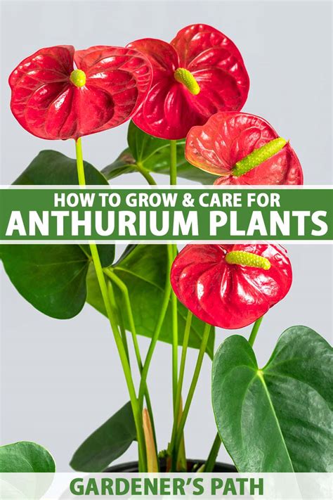 How to Grow and Care for Anthurium Houseplants (Laceleaf)