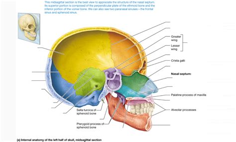 midsagittal section of skull Diagram | Quizlet