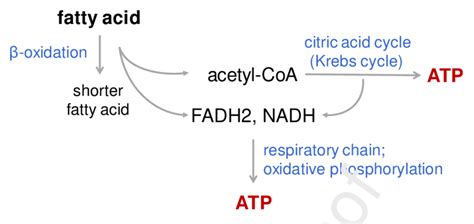 Fatty acid metabolism for energy production. Fatty acids form an ...