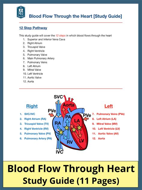 Blood Flow Through the Heart PDF: Step-by-Step Labeled Diagram in Order — EZmed