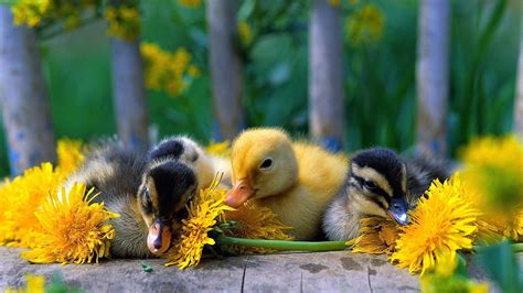 Duckling Wallpapers - Top Free Duckling Backgrounds - WallpaperAccess