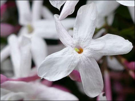 Jasminum Officinale. Climbers for Sale UK. Letsgoplanting.co.uk