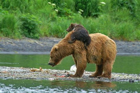 Pin on Bears