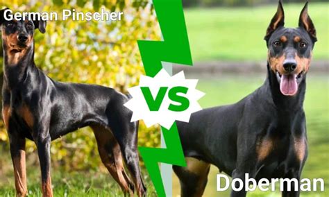 German Pinscher vs Doberman: Is There a Difference? - IMP WORLD