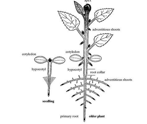 Dicotyledonous Plant Diagram