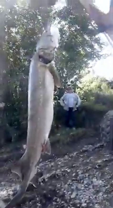 Poaching scandal over video showing catch of ‘largest freshwater fish ...