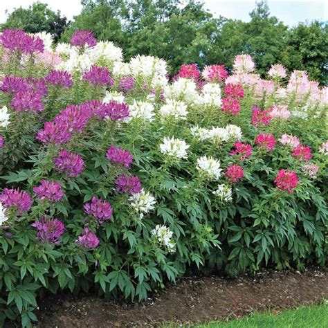 Cleome Seeds | Shop 5 Varieties | Eden Brothers