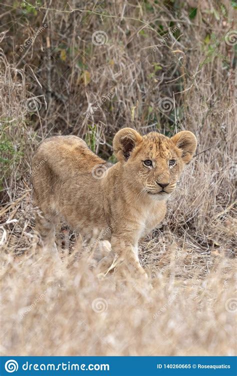 Lion Cub Watching in Grasslands on the Masai Mara, Kenya Africa Stock Image - Image of closeup ...