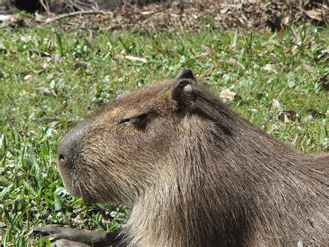 Carpincho - Esteros del Ibera, Argentina | Animals, Kangaroo