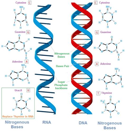 Apa Yang Dimaksud Dengan Rna Dan Dna - JonkruwRowe