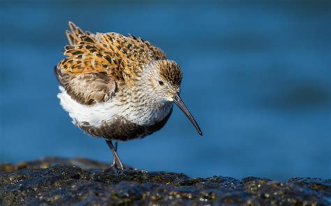 Dunlin | Audubon Field Guide