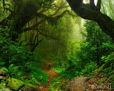 Rainforest Pop-Up Drop Backdrop - Grosh Backdrops