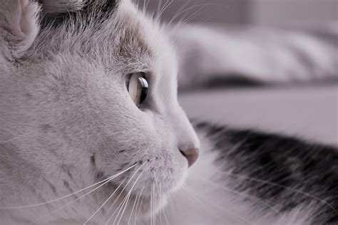 Free picture: cat, portrait, eye, animal, cute, pet, white, kitten, kitty