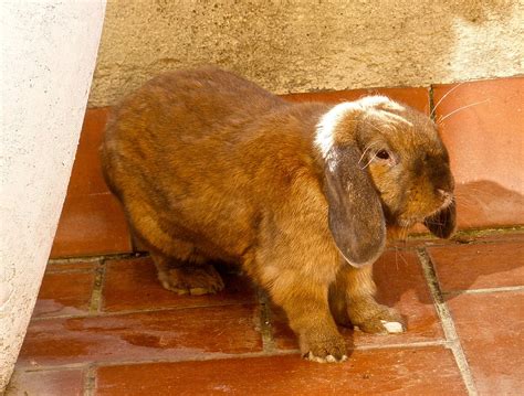 10 Largest Rabbit Breeds in the World (With Pictures) | Pet Keen