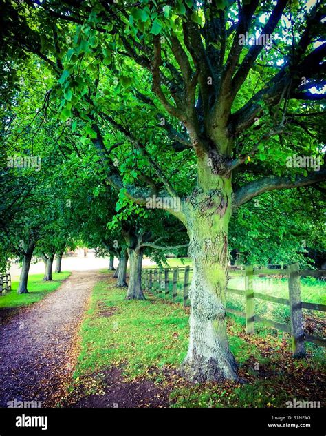 Avenue of trees Stock Photo - Alamy