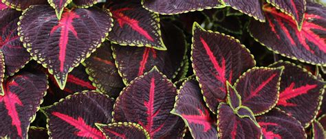 Coleus Flower Seeds for Sale | Easy to Grow Colorful Shade Plant – Sow ...