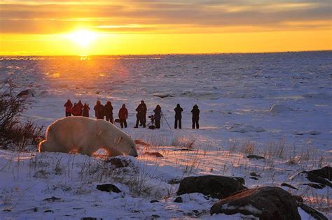 Churchill Wild - Polar Bear Viewing | Travel Manitoba