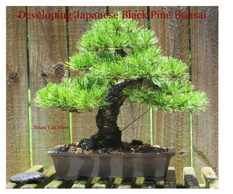 Developing Japanese Black Pine Bonsai by Brian Van Fleet | Blurb Books ...