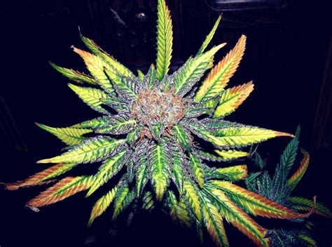 Rainbow Weed Flower Wallpapers on WallpaperDog