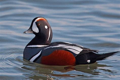 Harlequin Duck Facts, Habitat, Call, Diet, Predators, Images