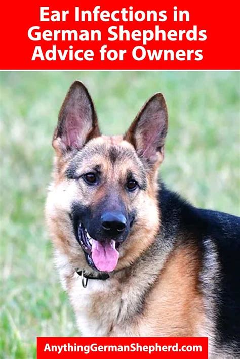 Ear-Infections-in-German-Shepherds-pin | Anything German Shepherd