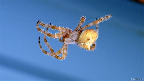 Cat-faced spider - North American Insects & Spiders