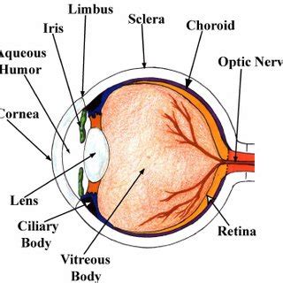 The human eye. Drawing by Karen Lefohn. Used with permission. | Download Scientific Diagram