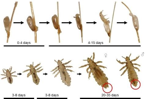 Lice (Phthiraptera) - Factsheet for health professionals