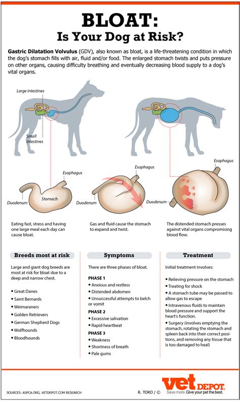 Bloat (GDV) & Preventative Surgery | Morgan Animal Hospital – Niagara ...