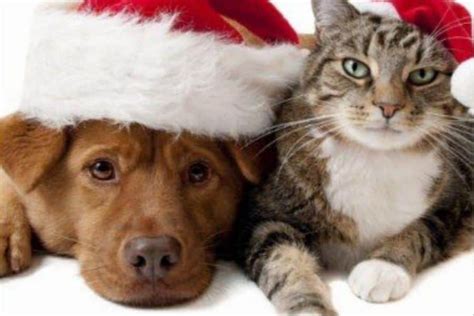 Ways to Celebrate Christmas with Your Pet - JenLovesPets