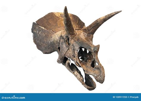 Triceratops skull stock image. Image of head, archeology - 120917255