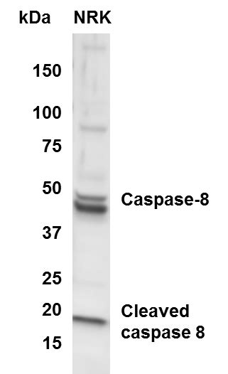 Caspase-8 Antibody - (active/cleaved) (NB100-56116): Novus Biologicals