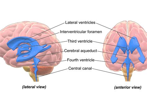 Ventricular system of the brain, Boundaries of 4 ventricles and pathway of Cerebrospinal (CSF ...