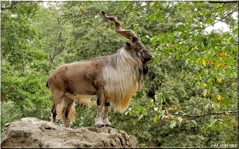 Markhor - National Animal Of Pakistan - Stories Today