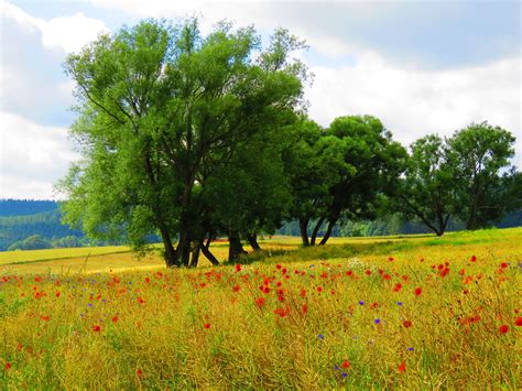 Free Images : tree, nature, field, prairie, red, produce, pasture ...