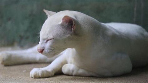 【コロンビア発】ジャガランディに続いてオセロットも！メデジンの自然保護公園で暮らすアルビノのネコ科動物たち - ねこねこNEWS