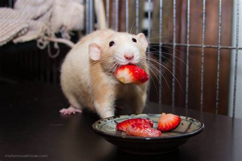 12 Photos That Will Change Your Mind About Rats | PETA